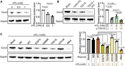 Double whammy: the genetic variants in CECR2 and high Hcy on the development of neural tube defects